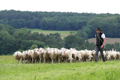Bild vergrößern: Schäfer zeigen ihr Können im Umgang mit 300 Schafen